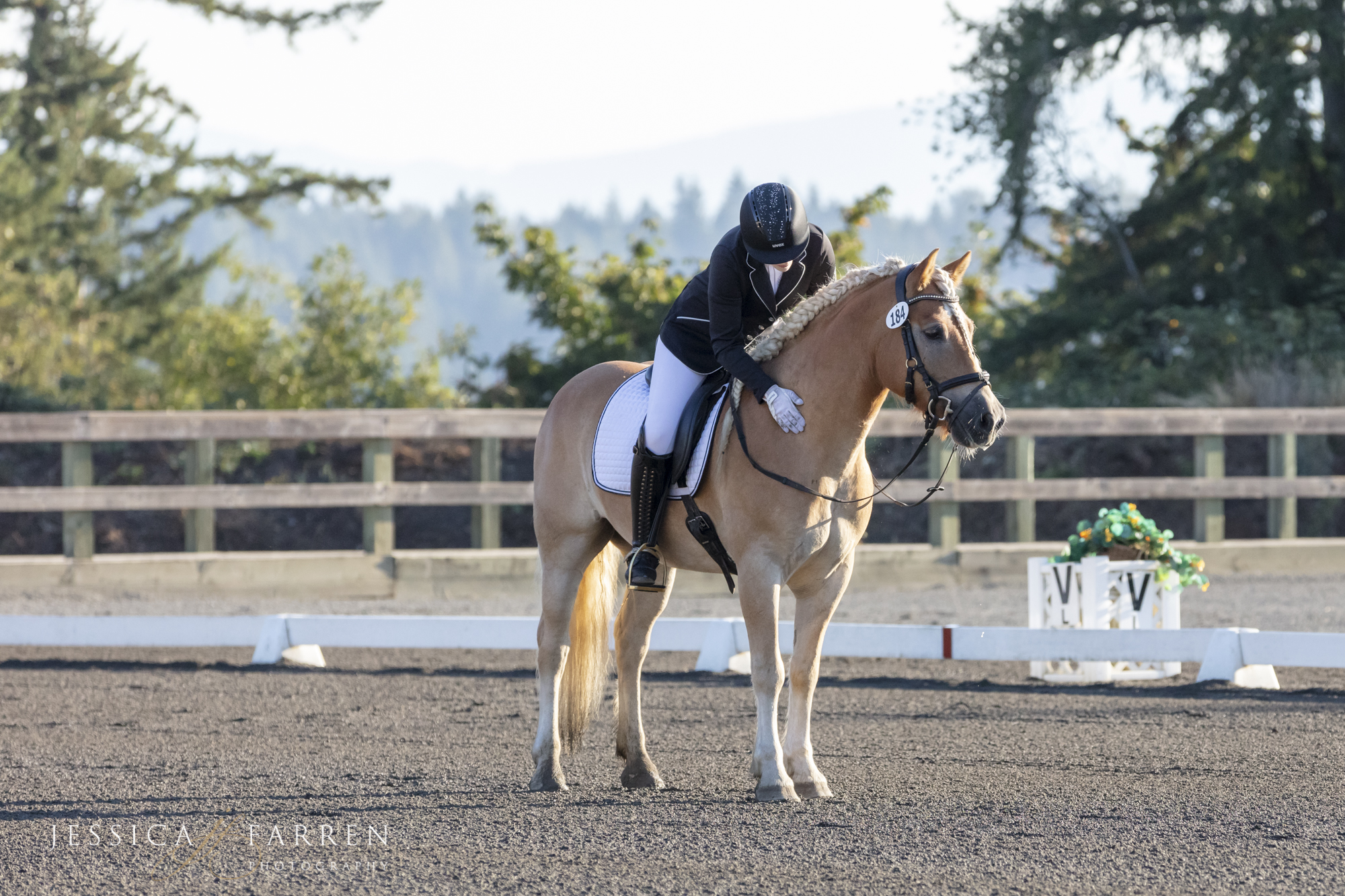 Roush the Dream Pony - YourDressage
